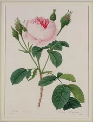 Rosa muscosa (Moosrose), graviert von Victor, aus 